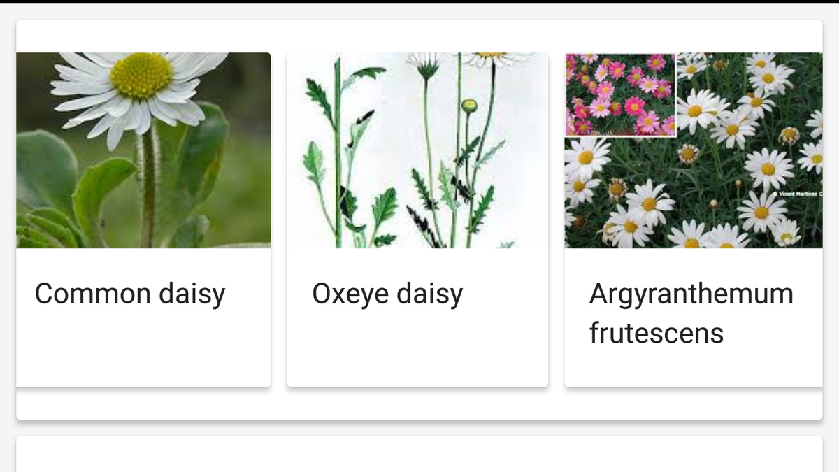Tips: Google Lens in Photos can now identify animals and plants, and be  used on ChromeOS