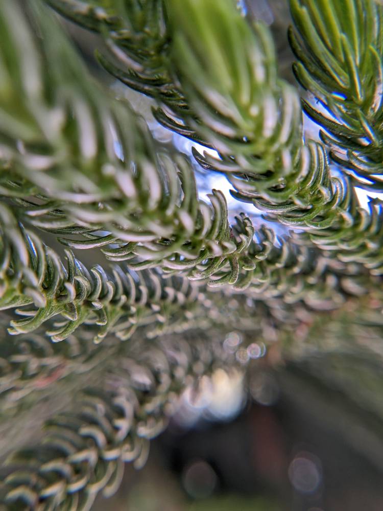 How to take the perfect macro photo on your Android phone