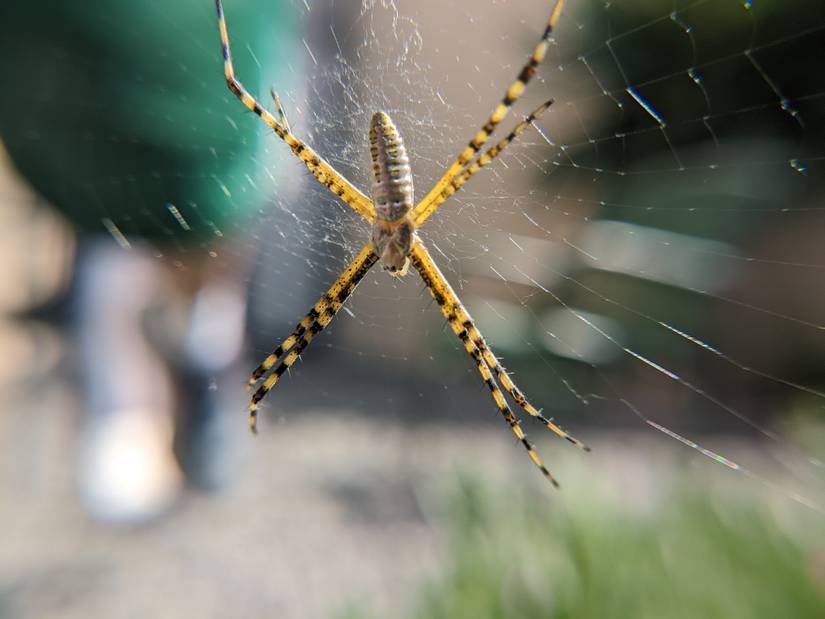 How to take the perfect macro photo on your Android phone