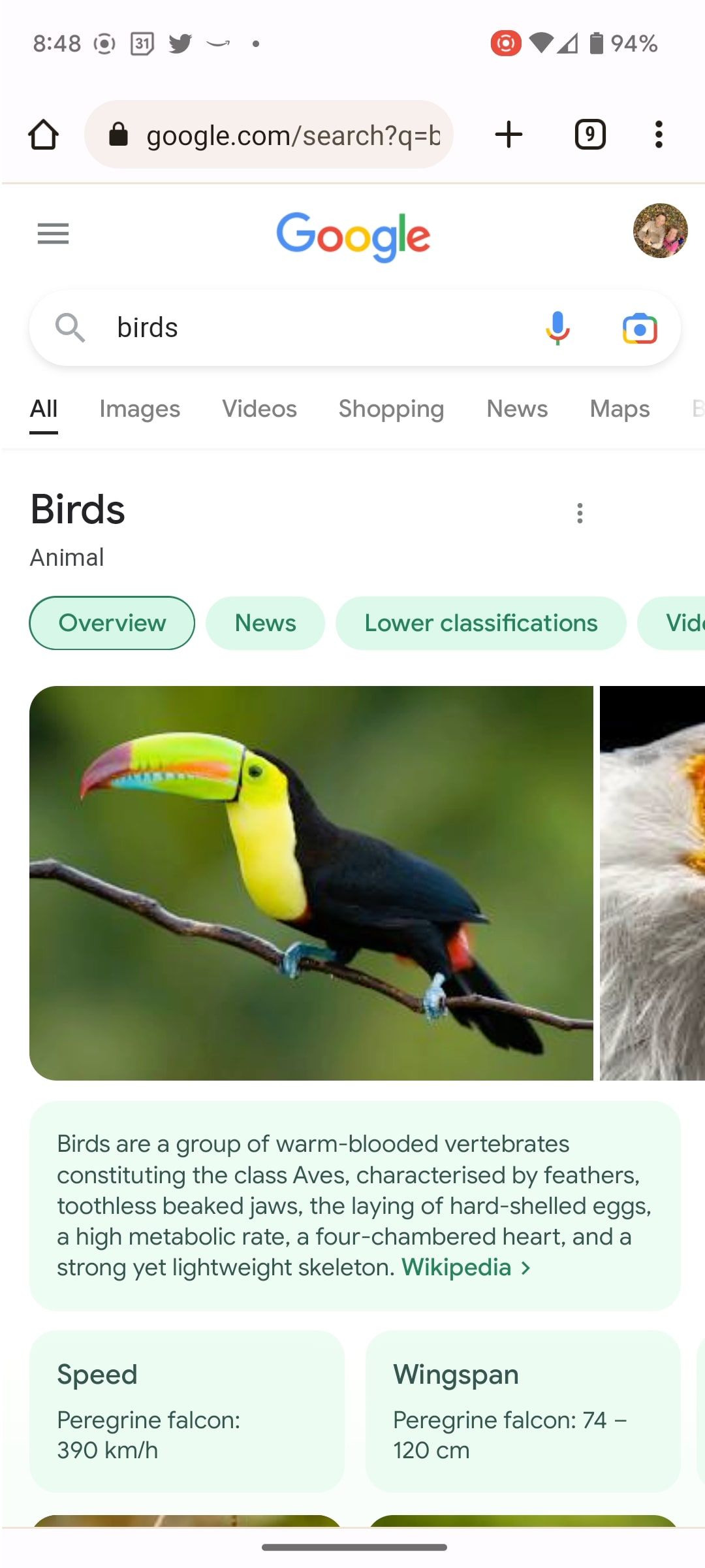 Pencarian Google Chrome dari telepon untuk burung.