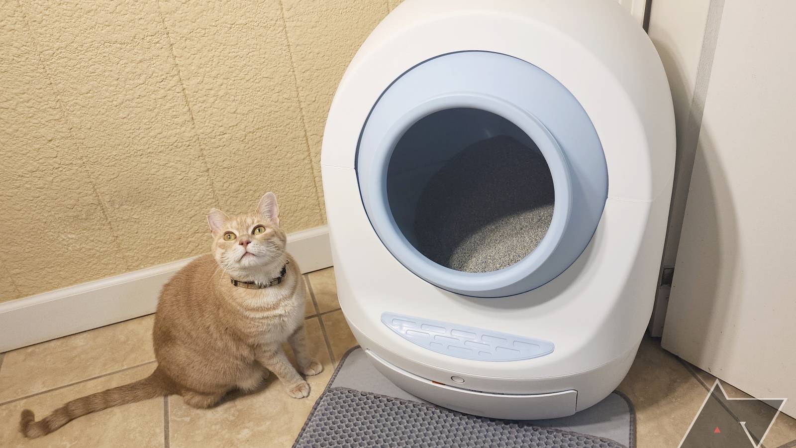 Domestic cat sitting next to modern smart litter box in a cozy home environment