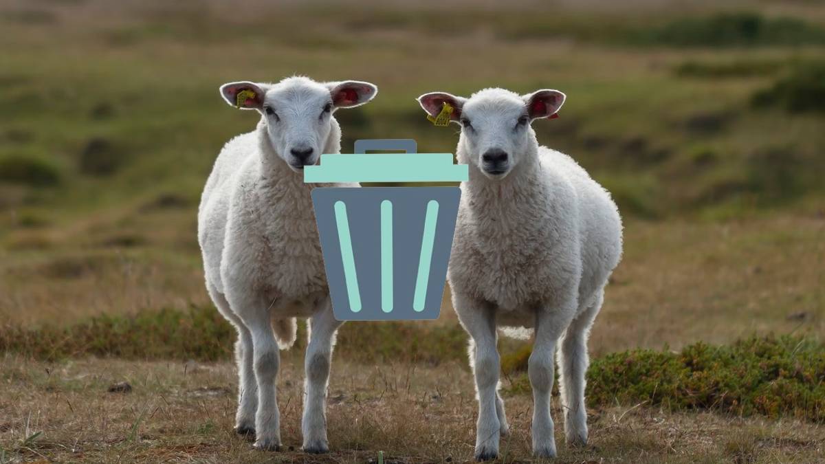 Trash icon overlayed on two sheeps hero image