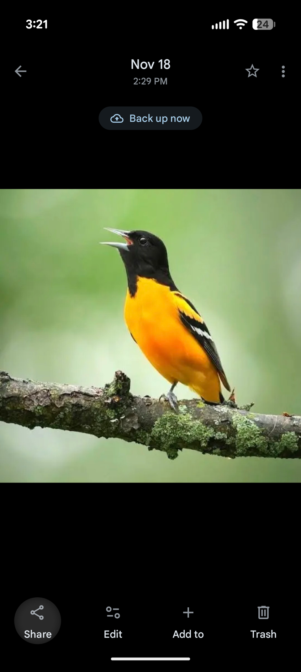 Google Photos interface with share button highlighted