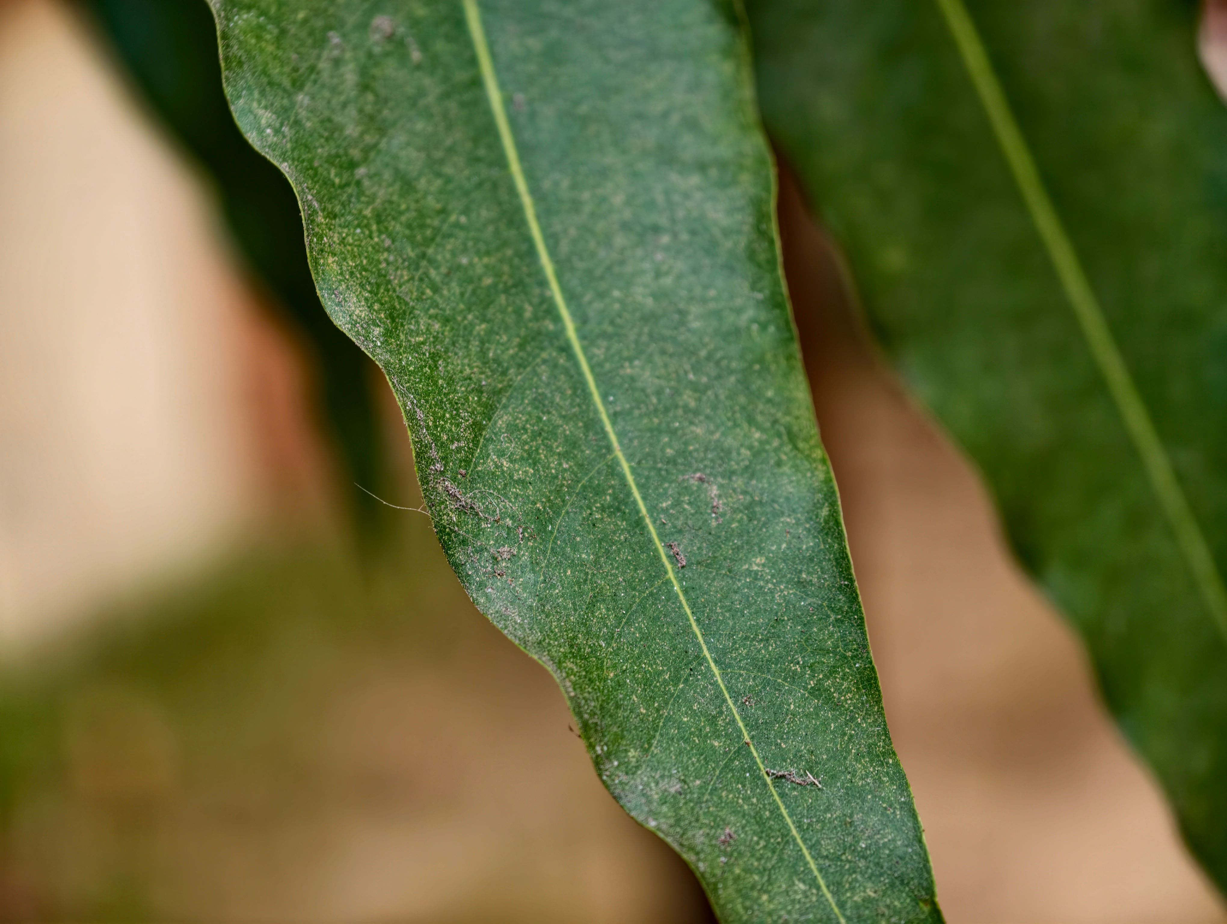 Telemacro sample shot of a leaf taken from Vivo X300 Pro