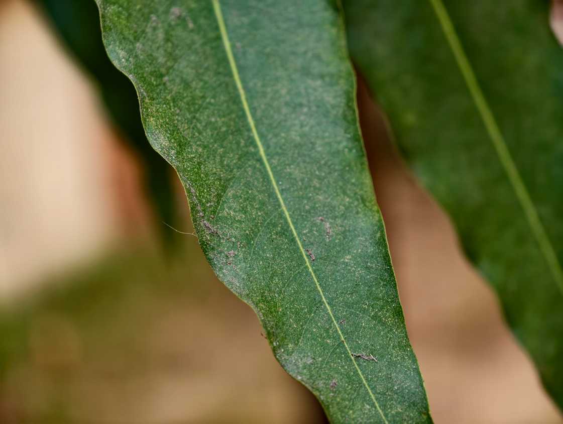 Telemacro sample shot of a leaf taken from Vivo X300 Pro