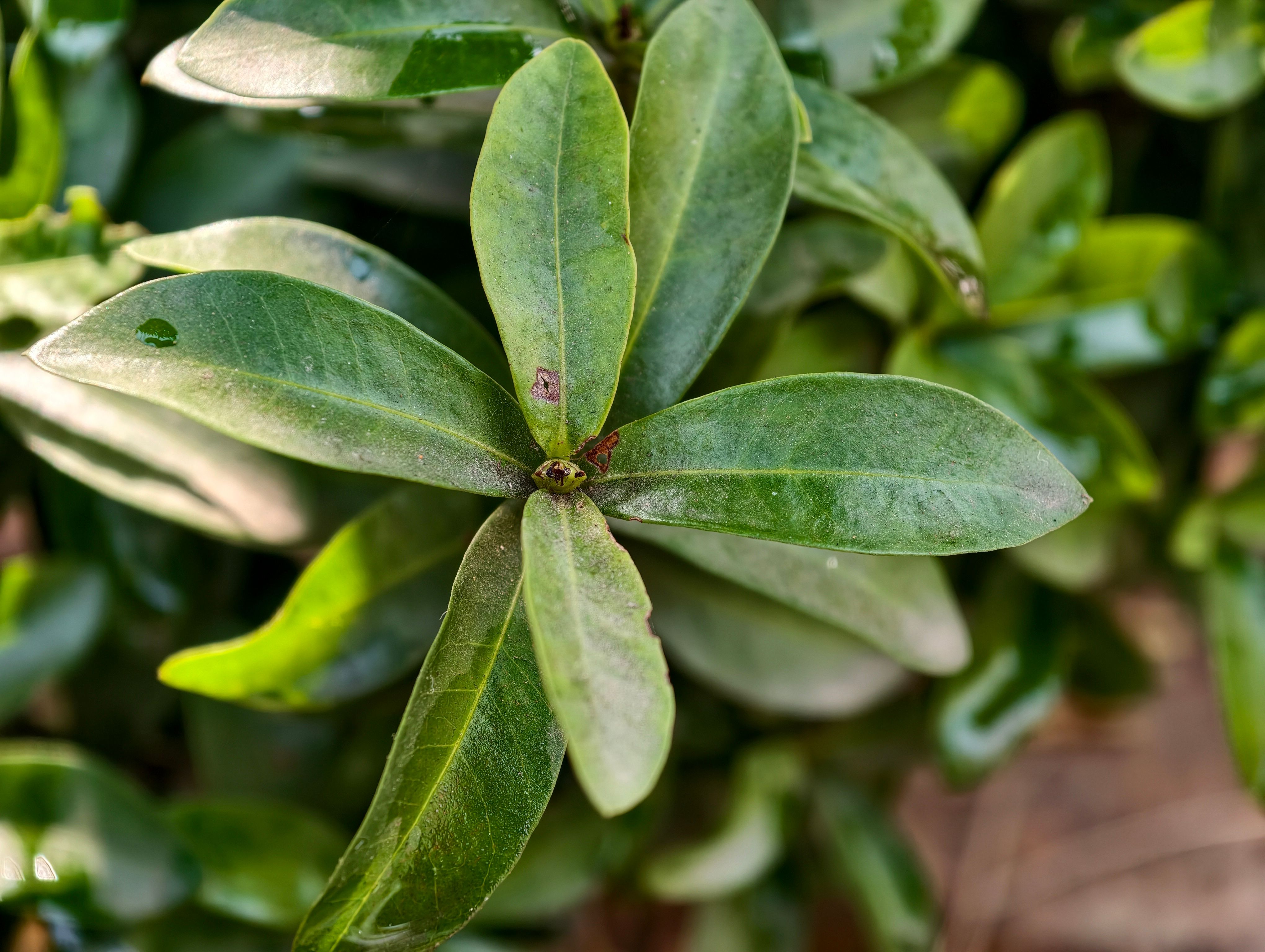 Telemacro sample shot of a plant taken from Vivo X300 Pro