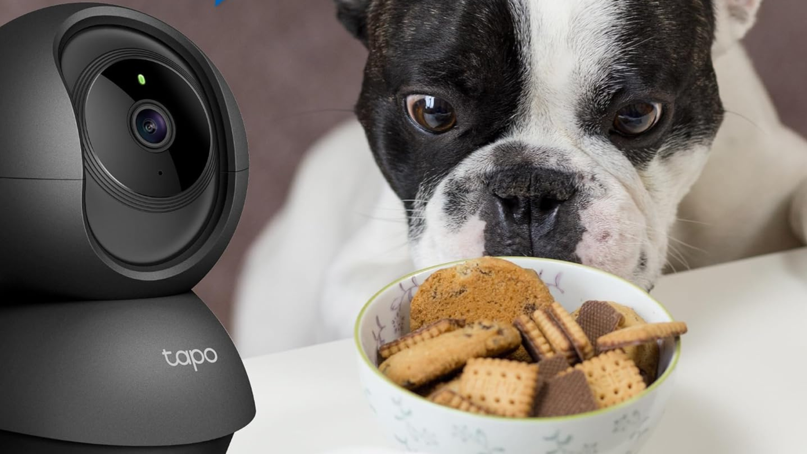   Telecamera di sicurezza per interni Tapo TP-Link 2K Pan/Tilt che guarda il cane