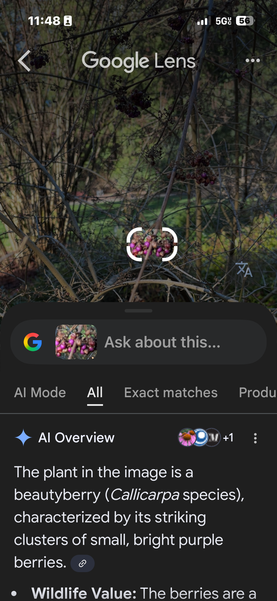Uno screenshot di Google Lens che mostra l'identificazione della specie Callicarpa da un'immagine