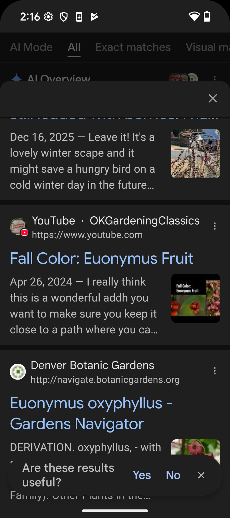 Uno screenshot di Google Lens che mostra le fonti di identificazione delle specie Callicarpa da un'immagine