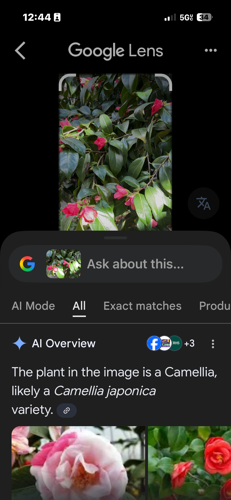 I'm officially a 'nature expert' (on my street), thanks to Google Lens