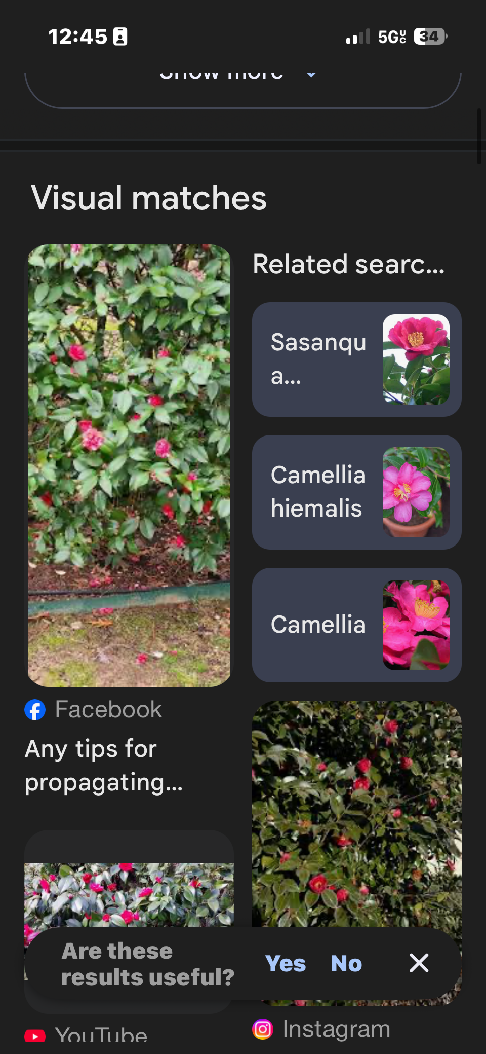 I'm officially a 'nature expert' (on my street), thanks to Google Lens