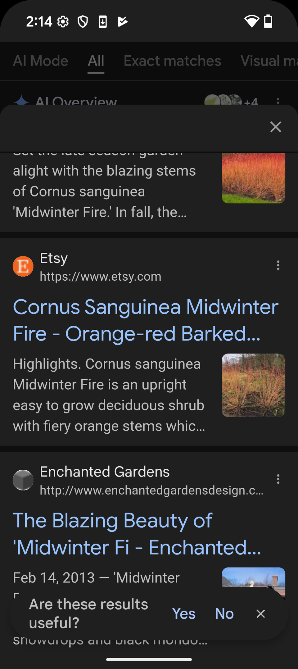 Uno screenshot di Google Lens che identifica il Cornus sanguinea e mostra corrispondenze visive