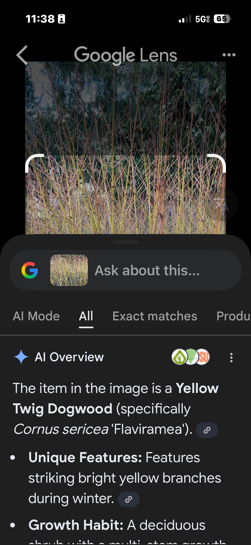 Uno screenshot di Google Lens che identifica erroneamente Cornus sericea