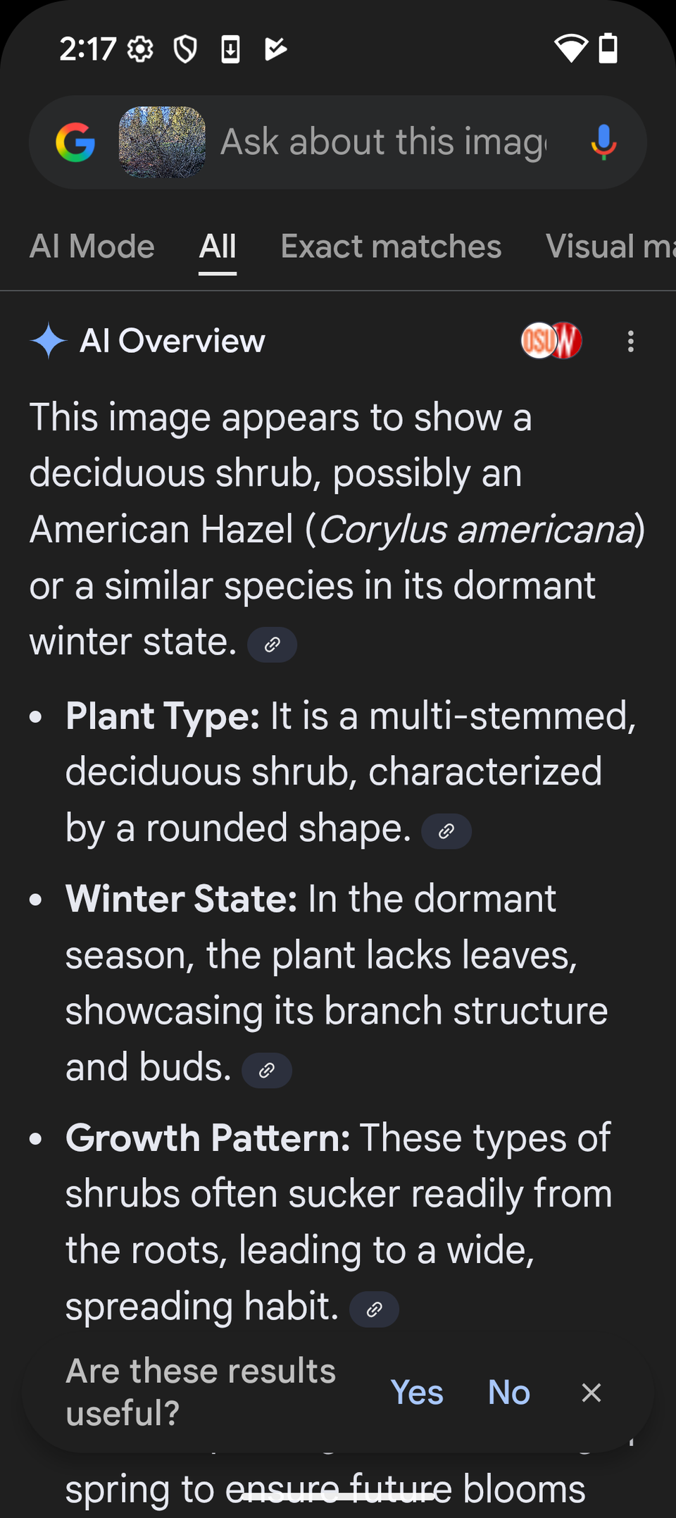 Uno screenshot di Google Lens che identifica erroneamente Corylus-americana