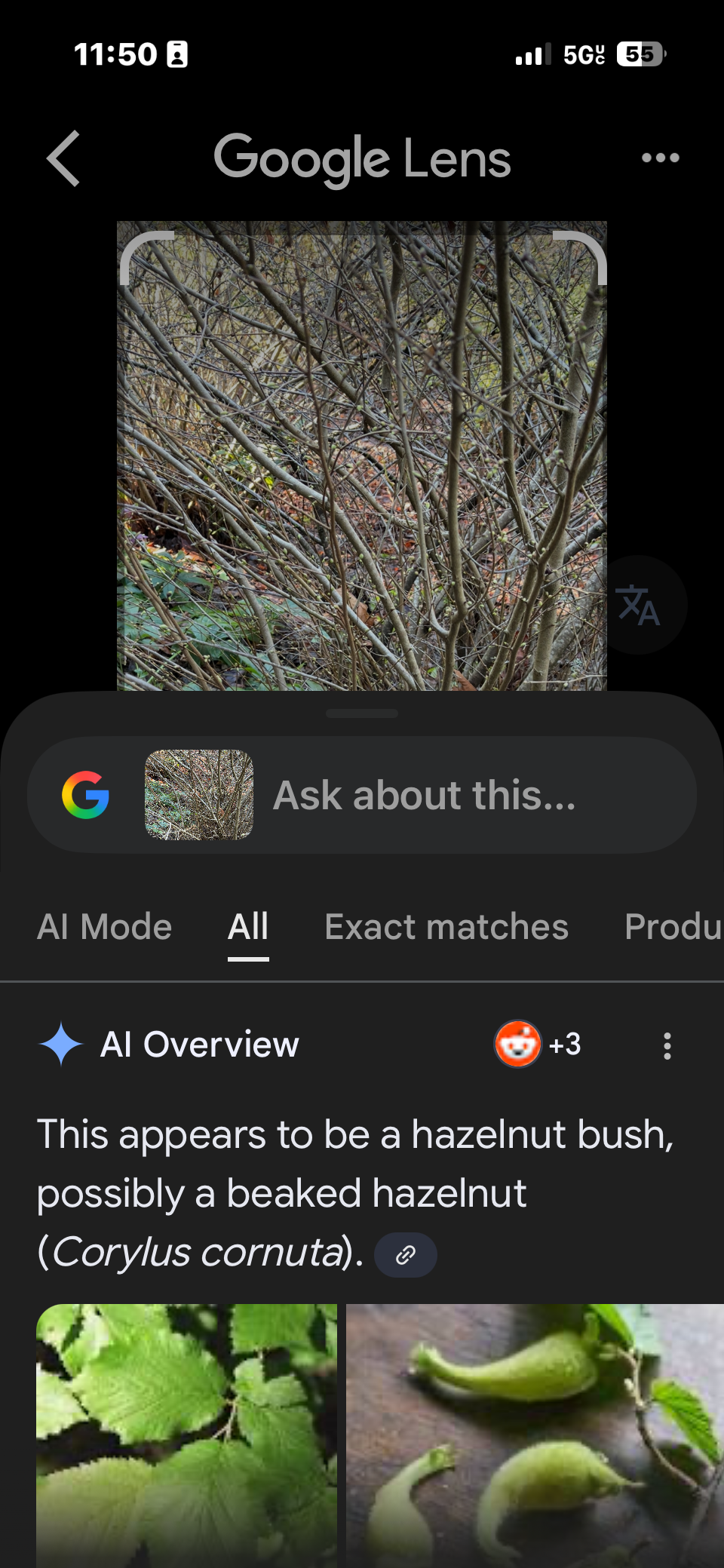 Uno screenshot di Google Lens che identifica erroneamente Corylus cornuta