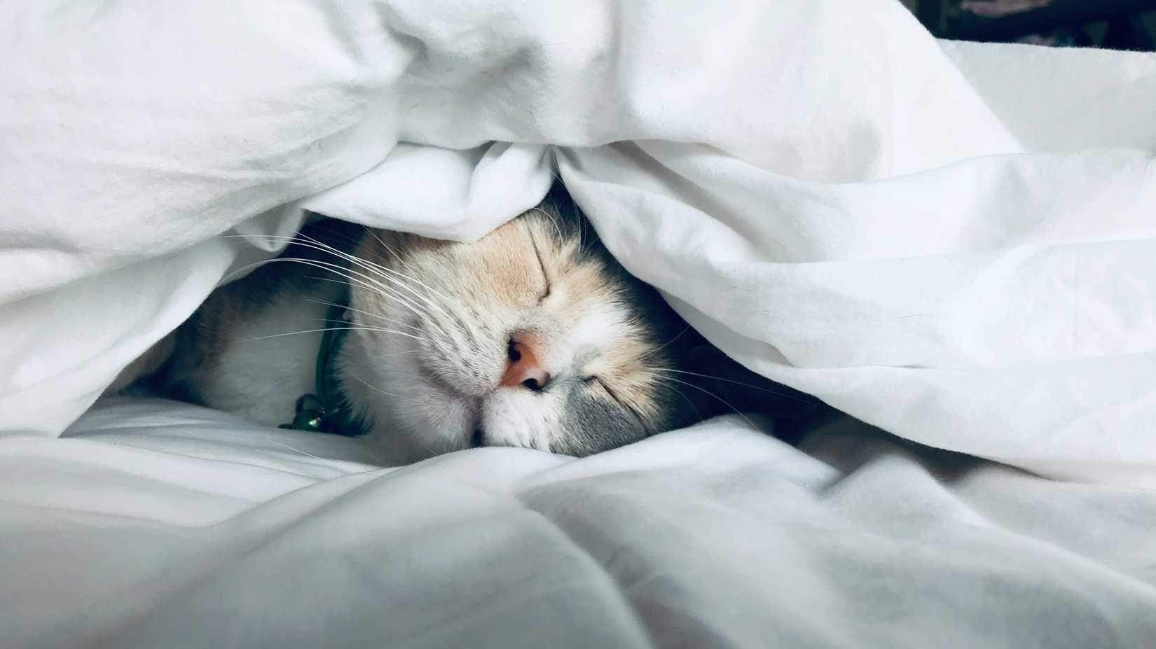 una foto di un gatto che dorme sotto le coperte in un letto