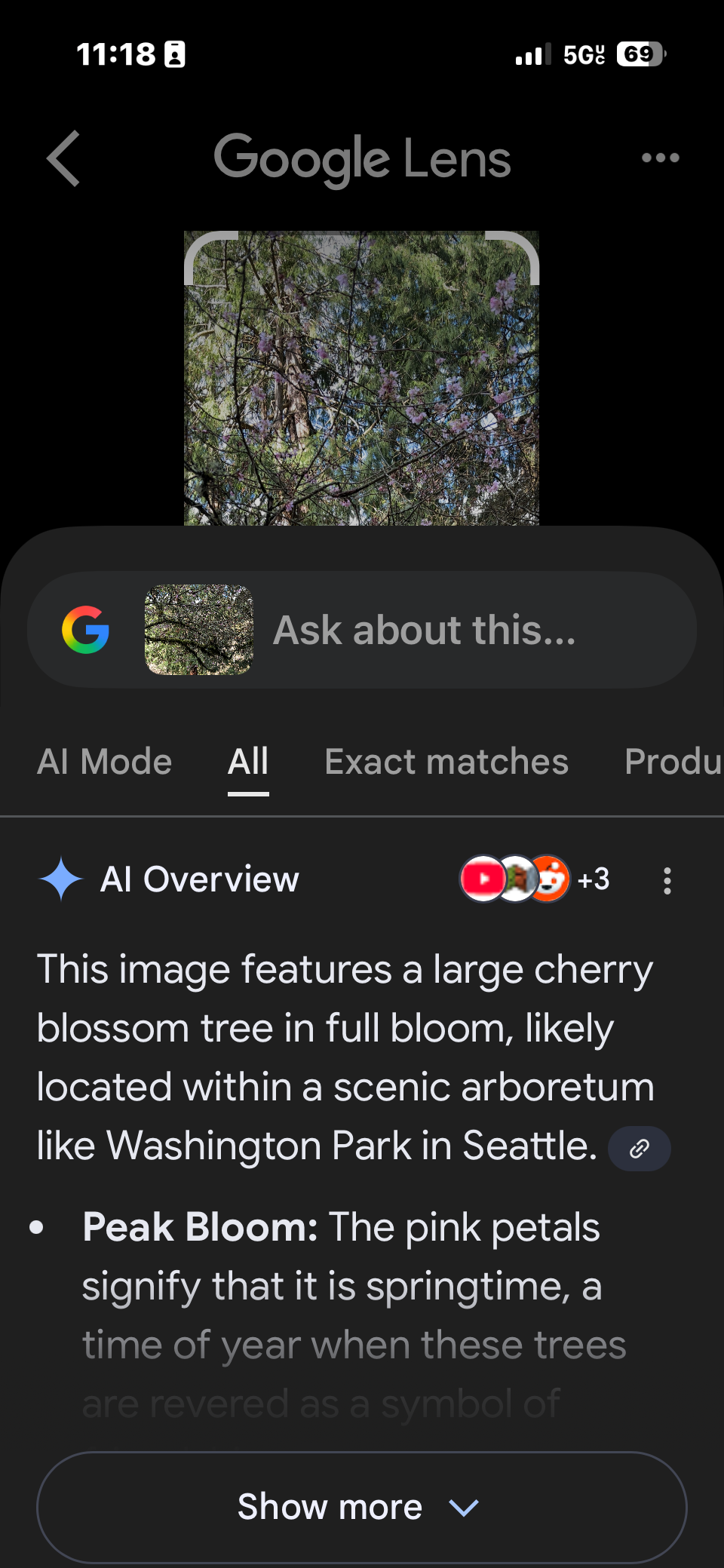 Uno screenshot di Google Lens che identifica un albero in fiore di ciliegio Prunus