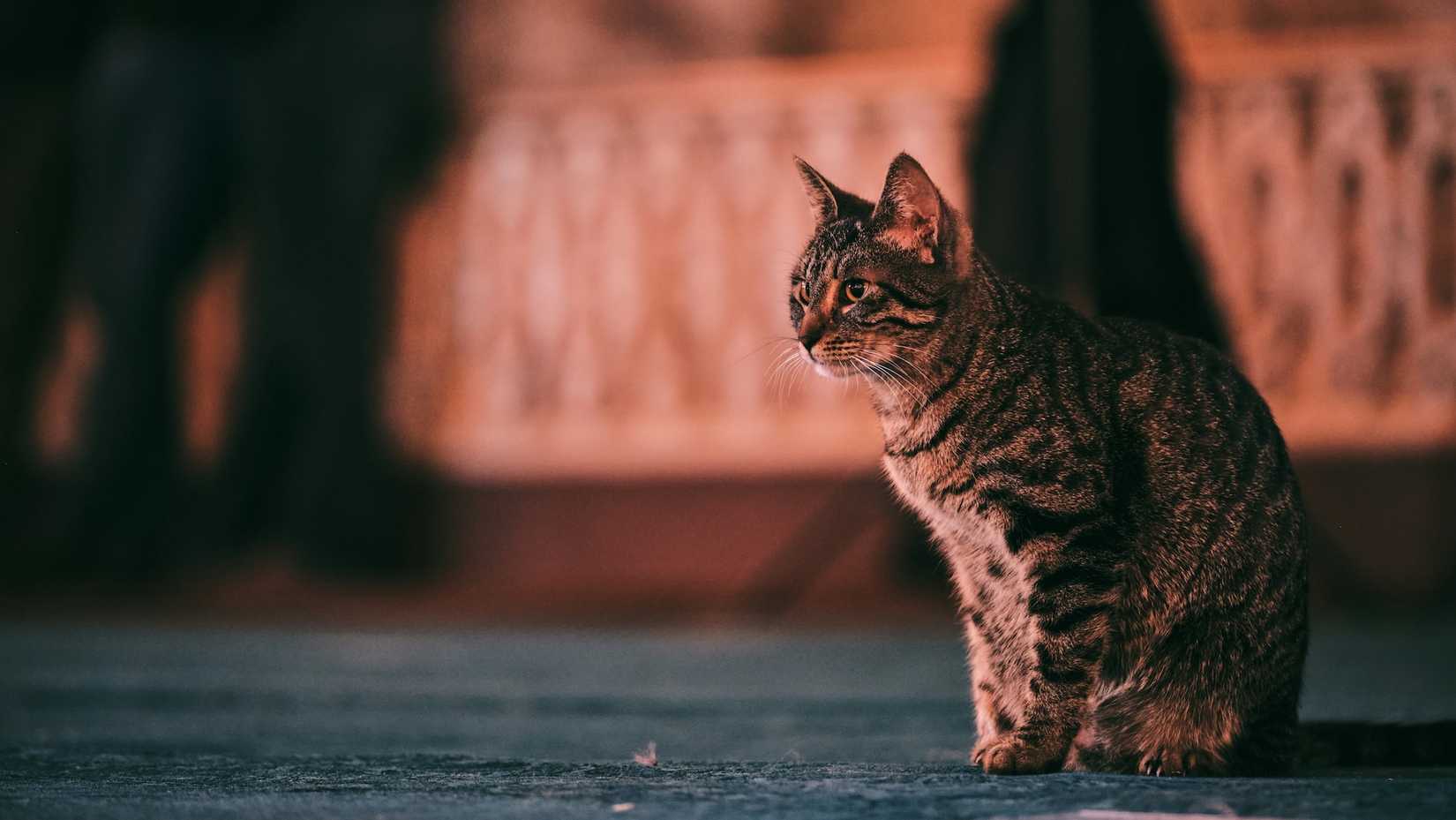 Un gatto a strisce su un tappeto verde nella Basilica di Santa Sofia