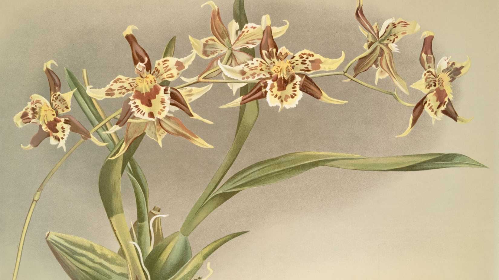 Un disegno del 1800 di fiori gialli e rossi con steli e foglie verdi