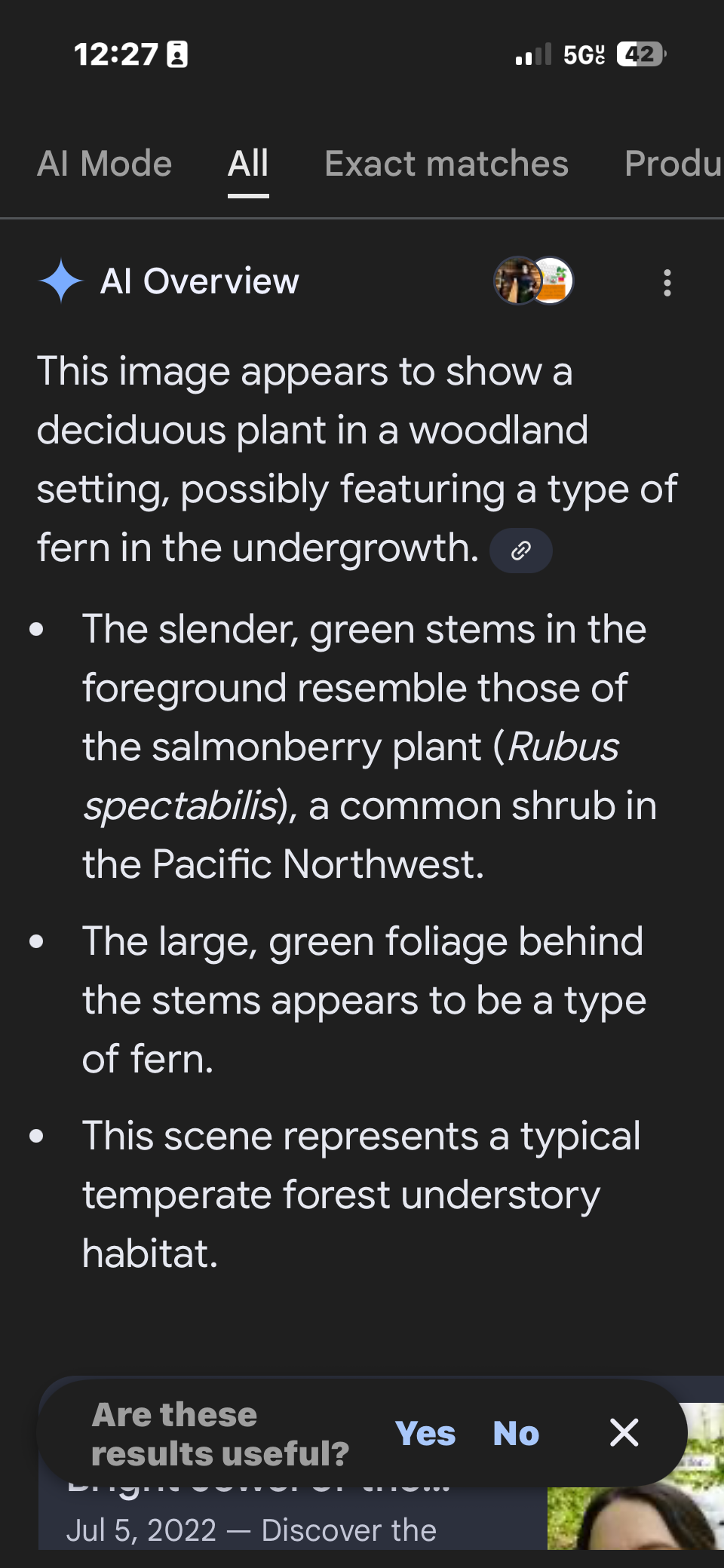 Uno screenshot di Google Lens che descrive un ambiente boschivo
