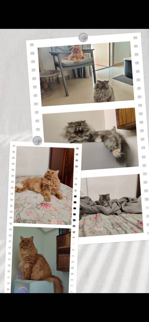 Screenshot showing a collage in Google Photos