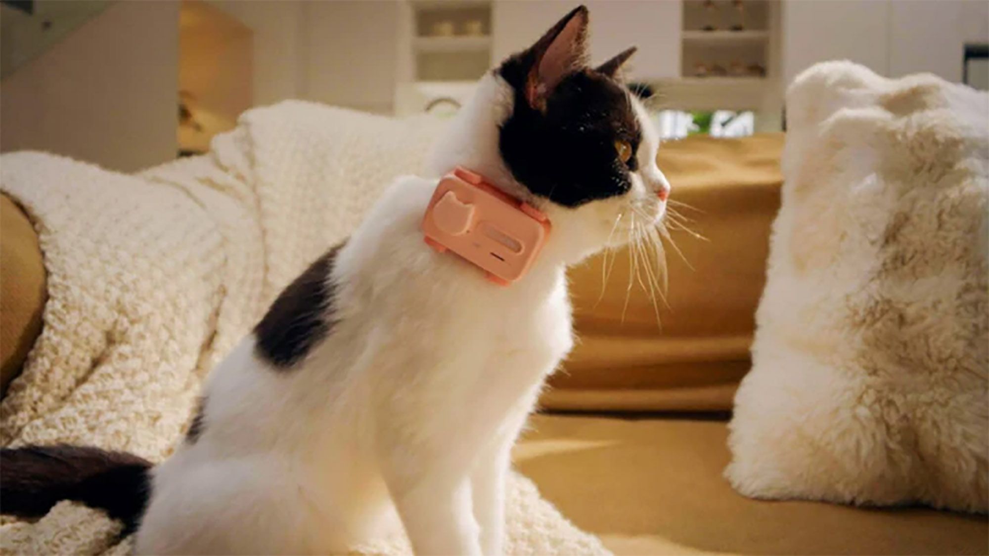 Un gatto che indossa un PetPhone rosa