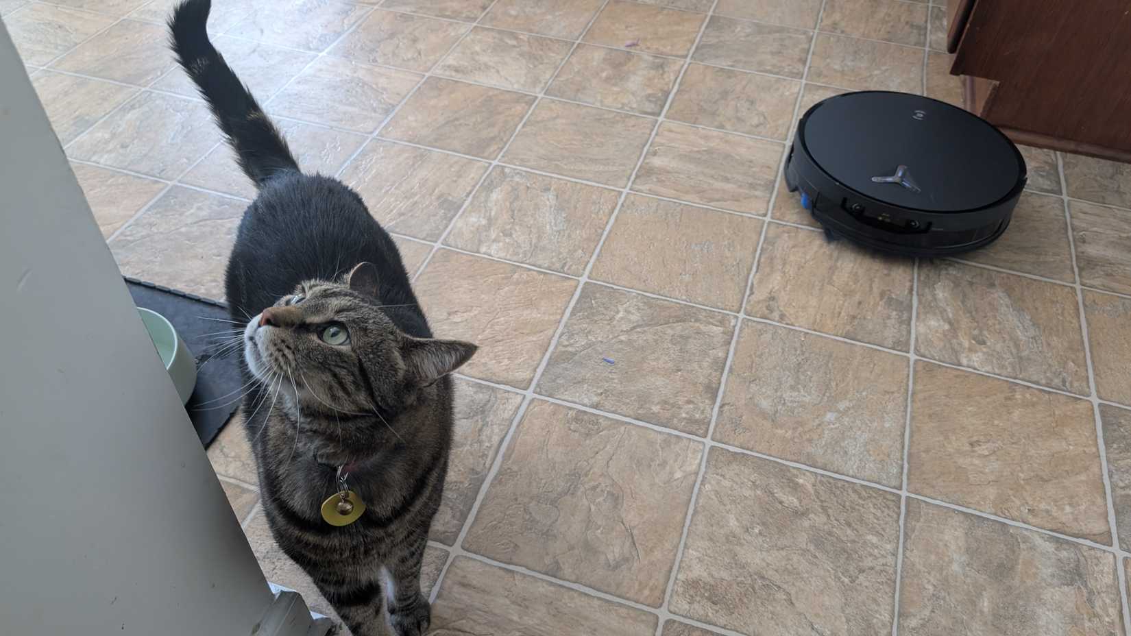 Deebot x12 OmniCyclone cat and vacuum