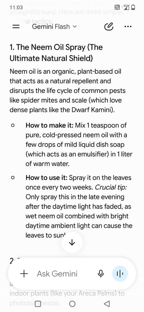 Screenshot showing plant care steps in Gemini