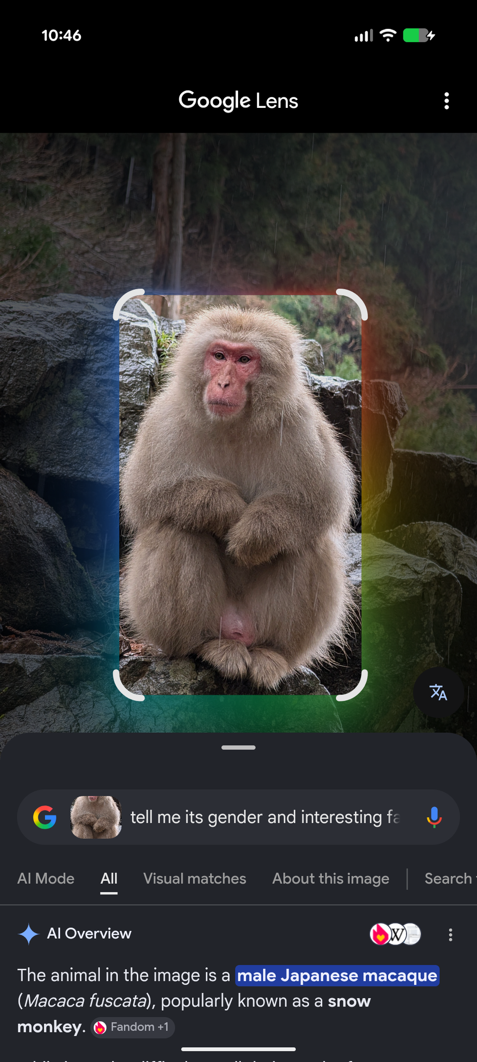 Image d'un singe macaque affichée dans les résultats de recherche Google via Google Lens