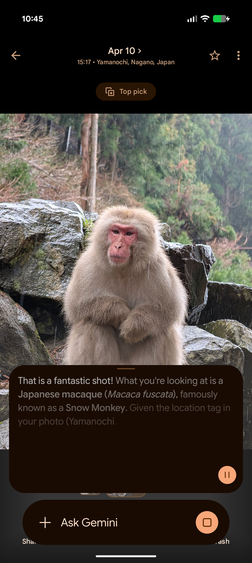 Image d'un singe des neiges macaque analysée par Ask Gemini