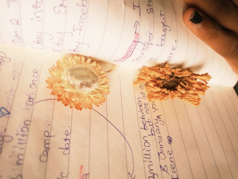 Detached flower heads in between journal pages