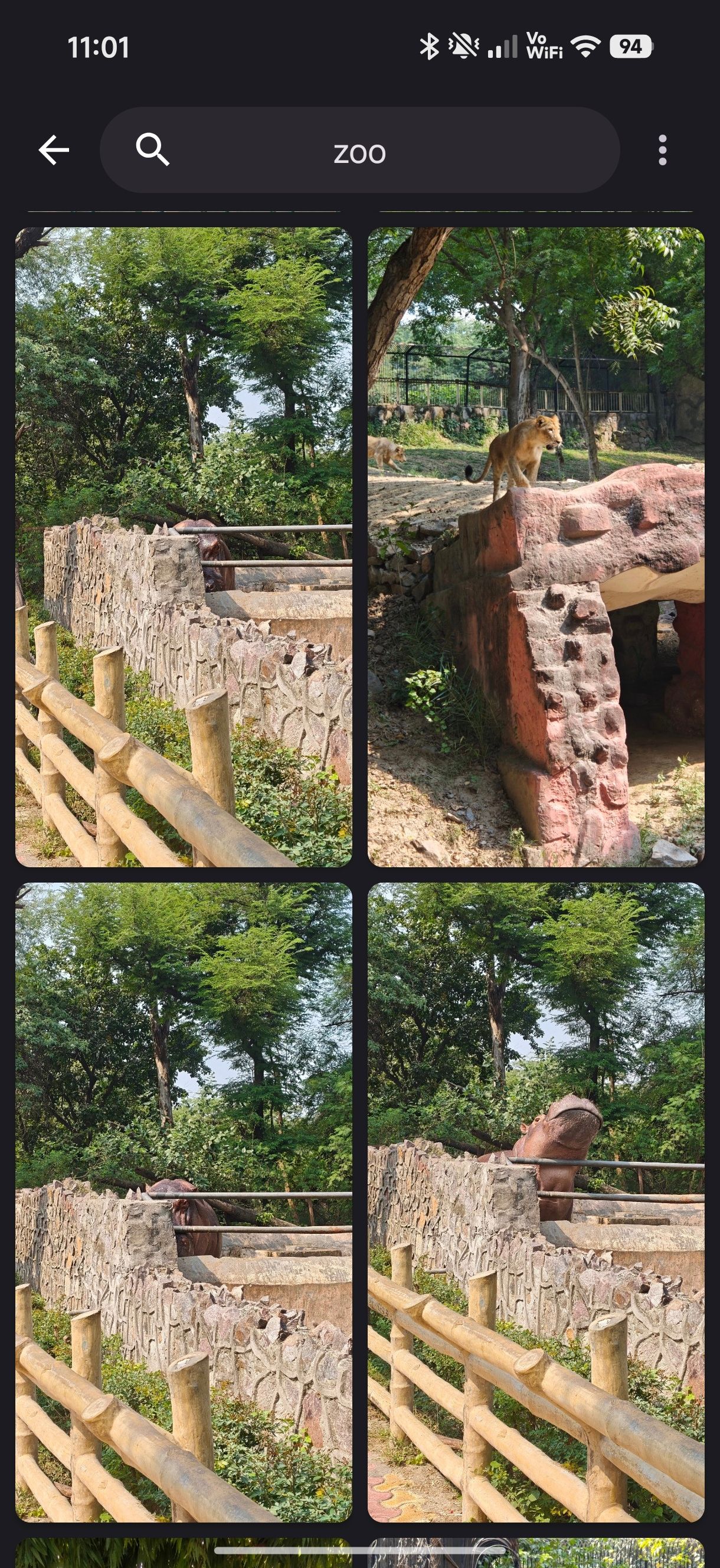 Memoria app showing lions after Zoo search