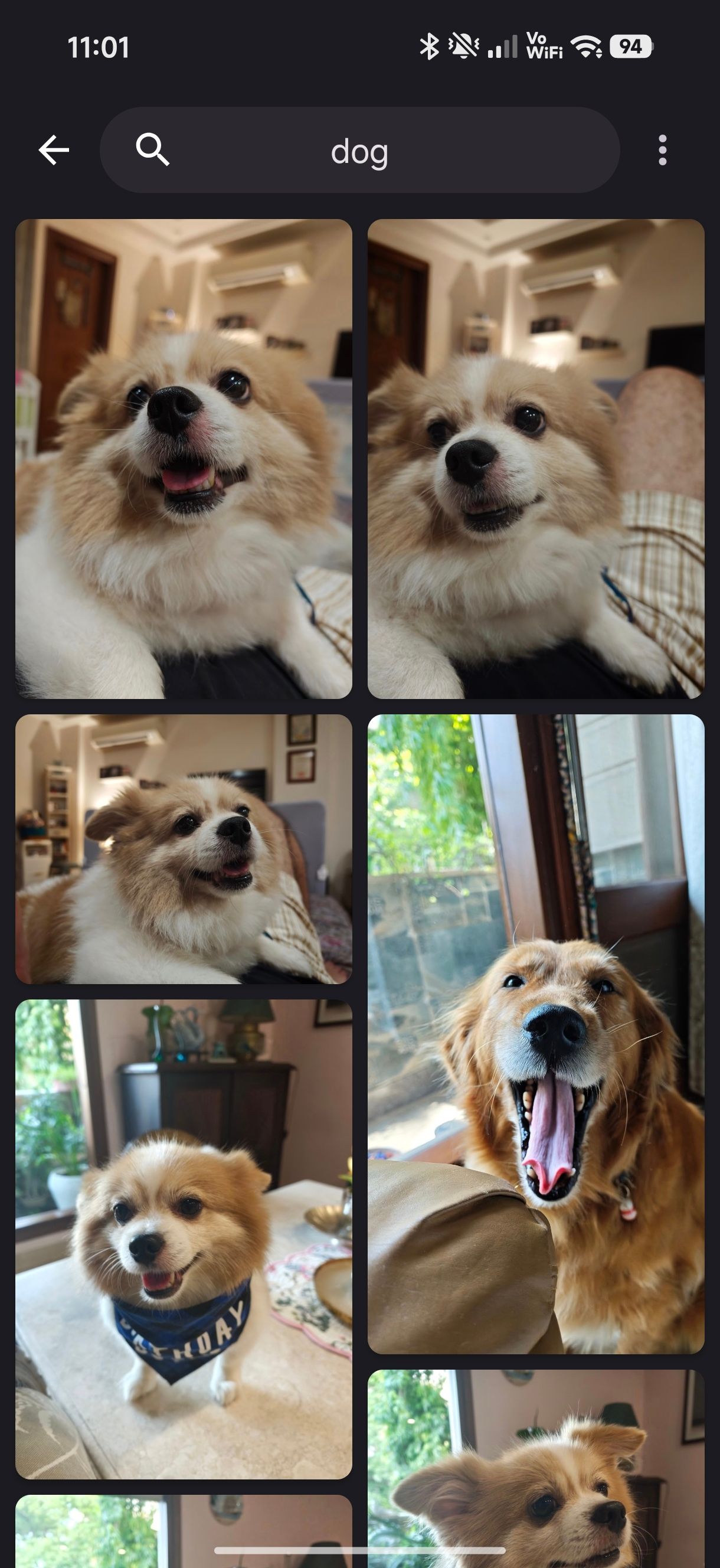 Memoria app showing dogs in gallery after using keyword