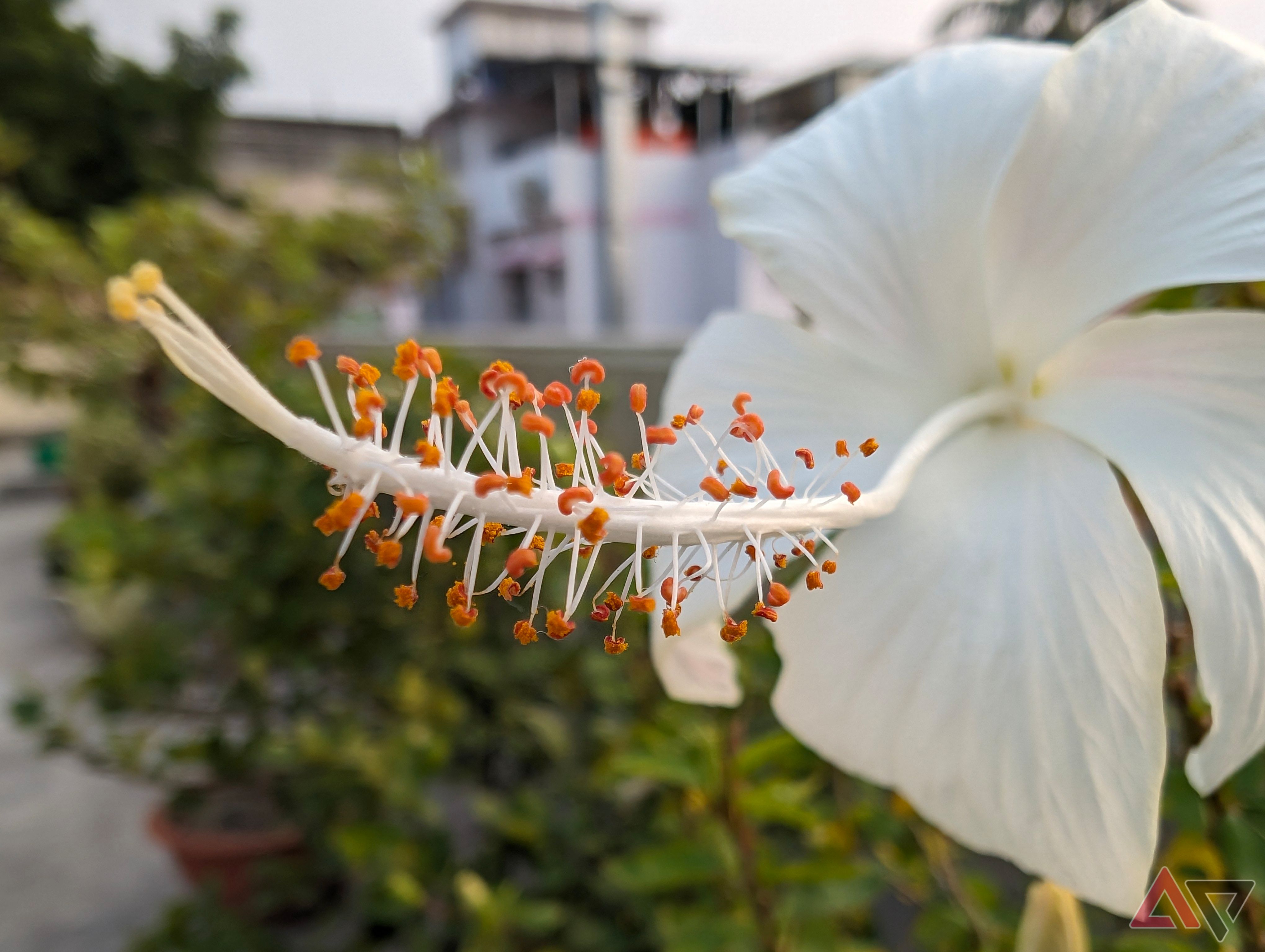 How to use Macro Focus on your Google Pixel 8 phone