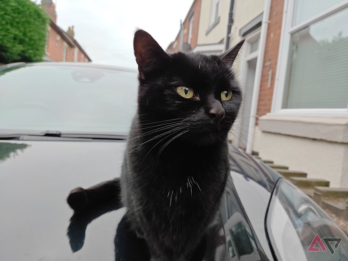 black cat sitting on black car