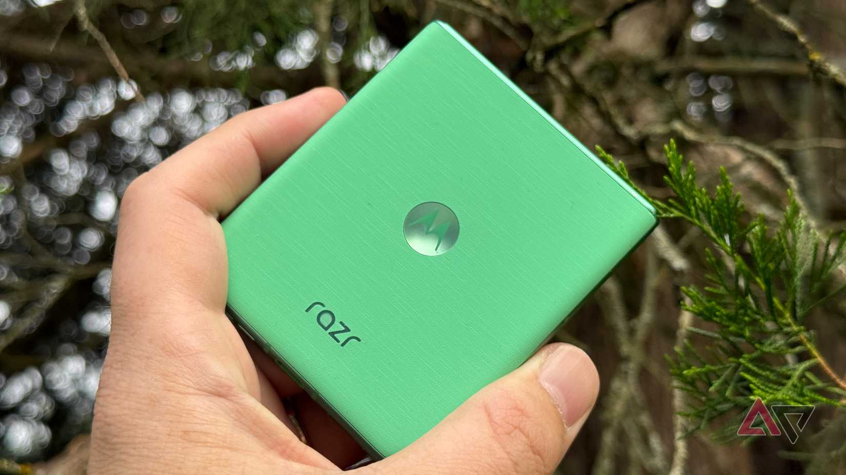 Motorola Razr 2025 against an evergreen tree