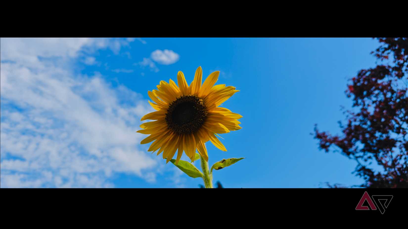 A photo taken with the OnePlus 13's Xpan camera mode