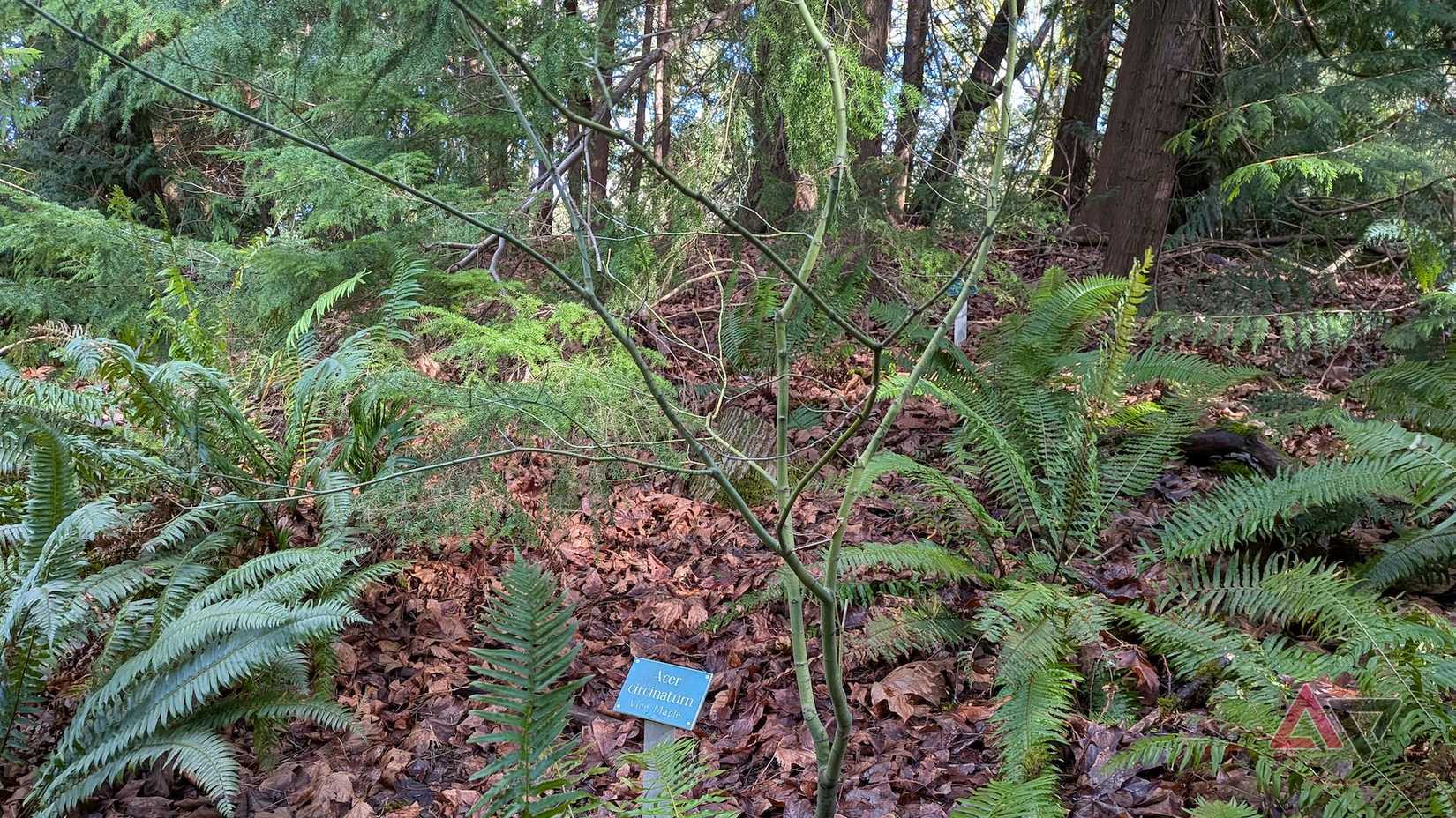Una scena boscosa con un albero, felci e altre piante e un cartello verdastro con la scritta Acer circinatum
