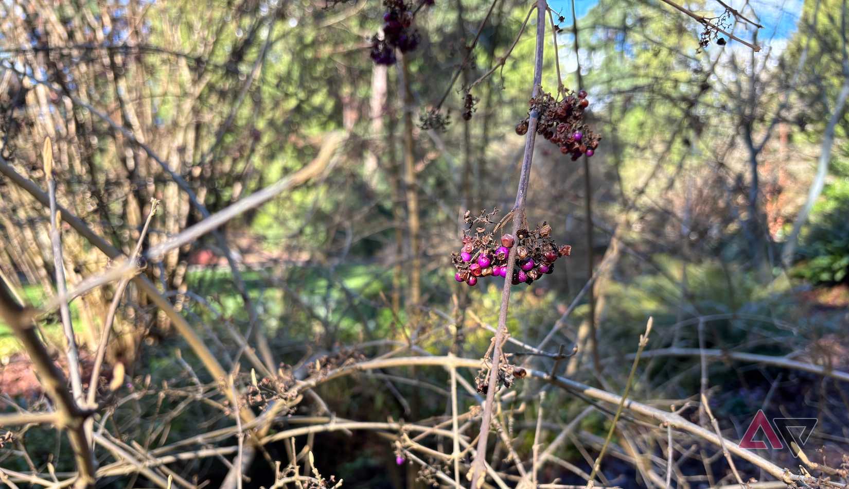 As bagas roxas do Callicarpa-bodinieri var-giraldi em galhos nus
