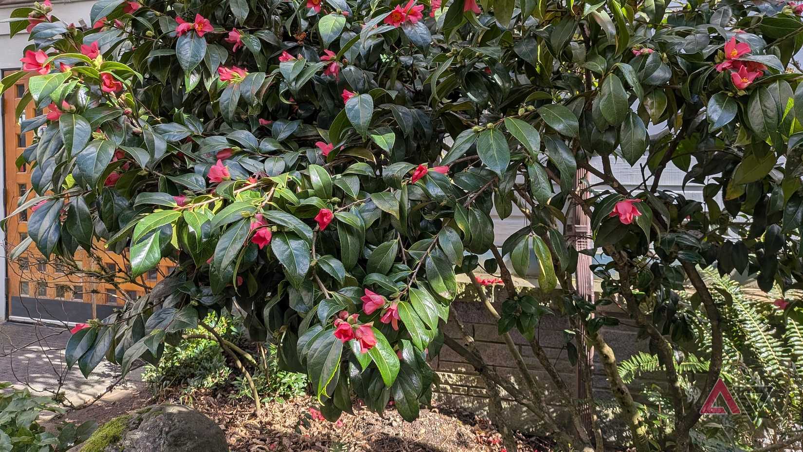 Un cespuglio di Camellia japonica con fiori rosa brillante
