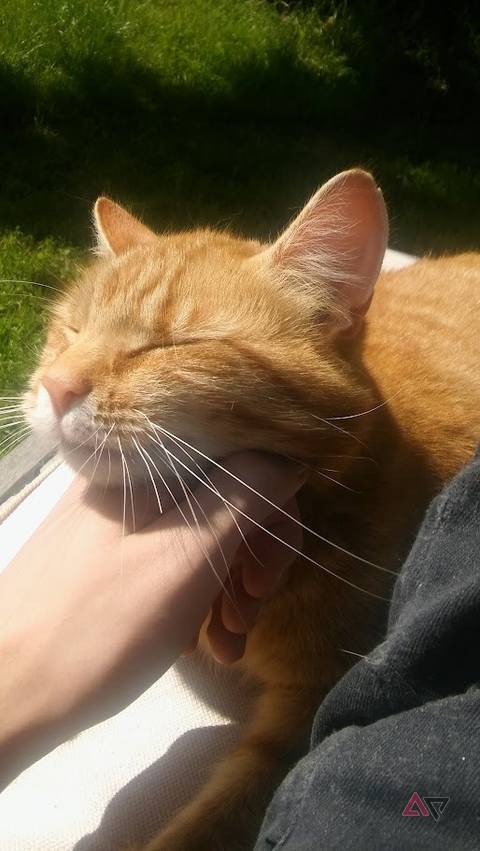 gatto arancione alla luce del sole