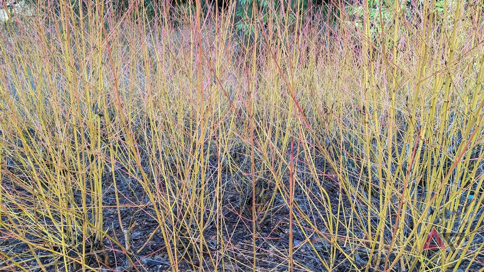 Um Cornus sanguinea amarelo e vermelho, que se parece com juncos altos e finos