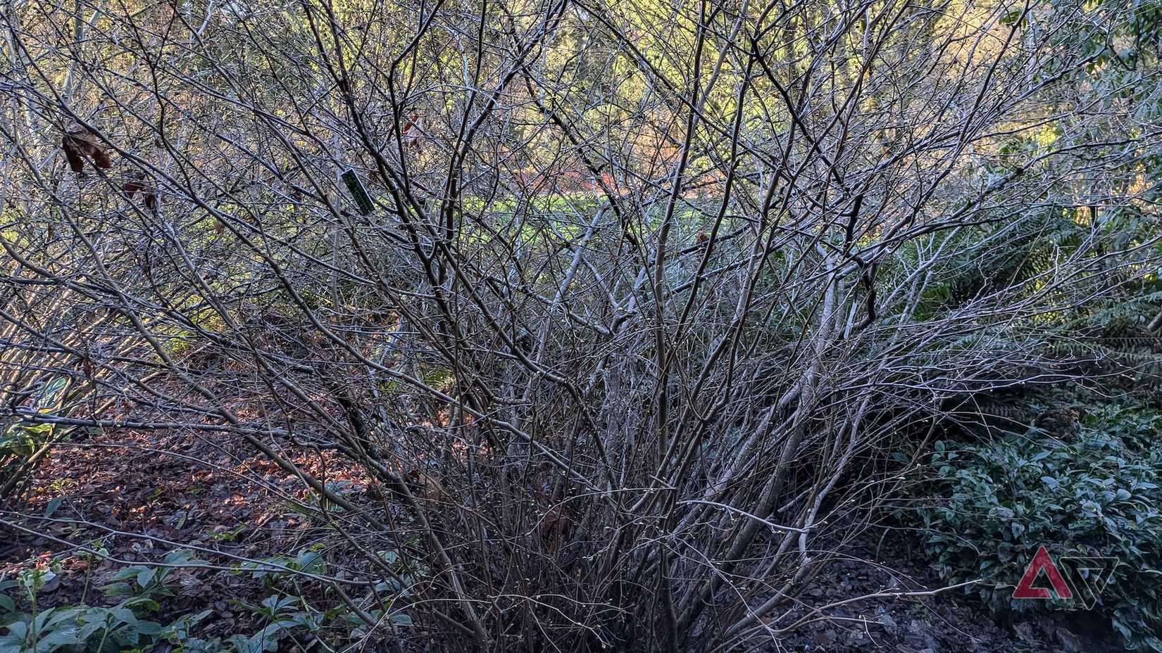 Immagine di un Corylopsis sinensis var calvescens con rami spogli