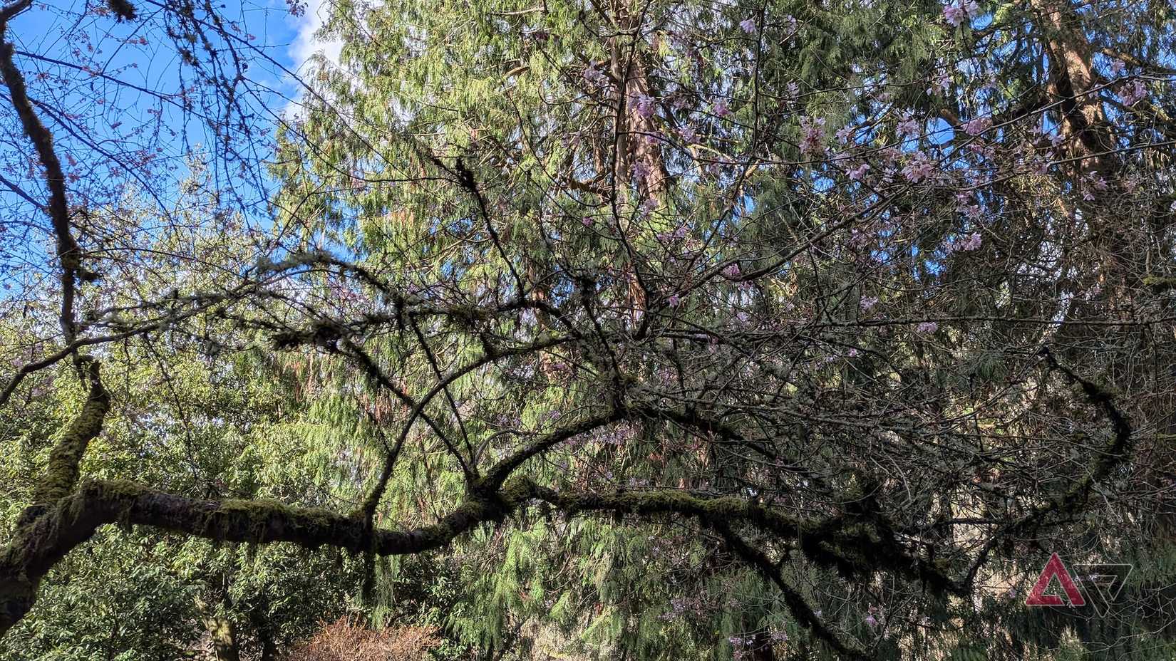 Uma árvore em flor de cerejeira Prunus com flores rosa claro