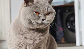 A photo taken with the Xiaomi 17 Ultra