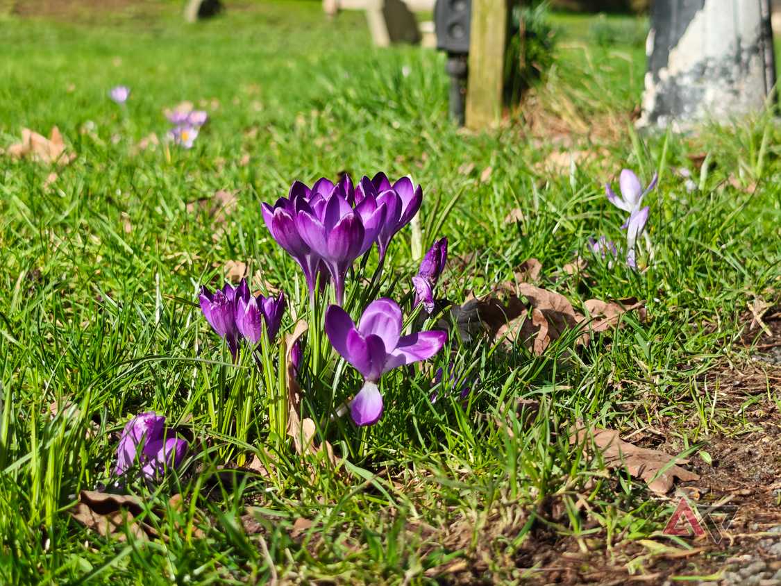 A photo taken with the Xiaomi 17 Ultra