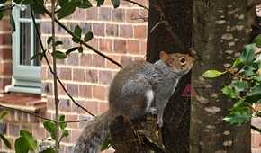 A photo taken with the Xiaomi 17 Ultra