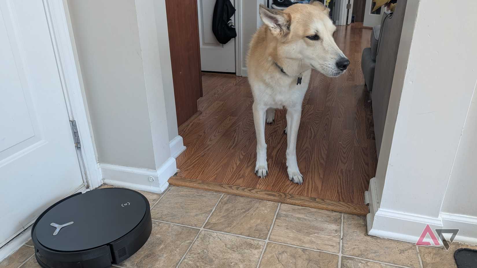 Deebot x12 OmniCyclone avoiding pet