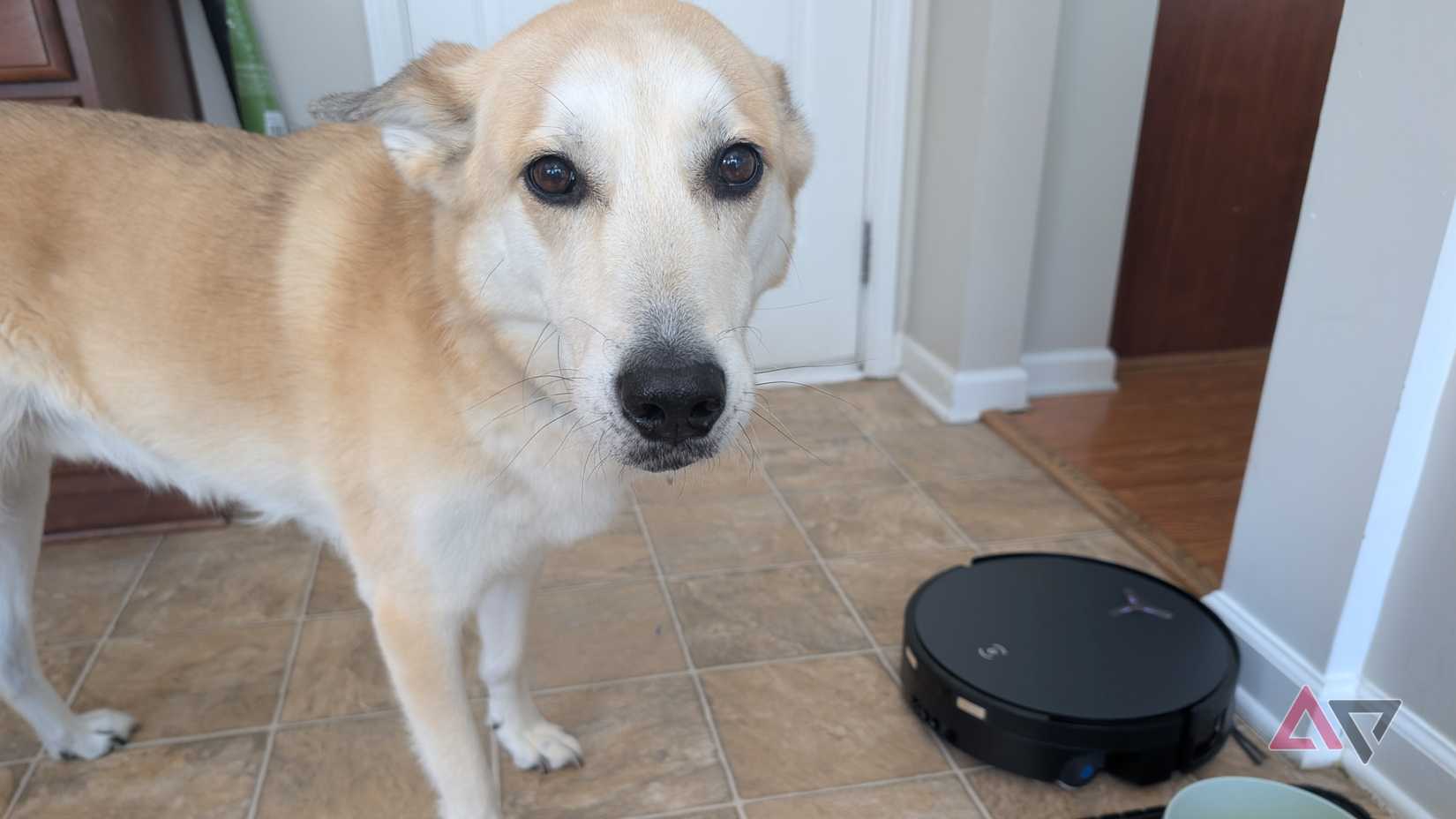 Deebot x12 OmniCyclone and Dog