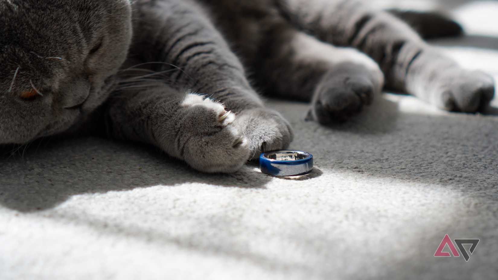 The Oura Ring 4 and a cat